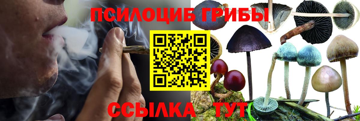 Наро-Фоминск  Псилоцибиновые грибы Psilocybe  Вход с VPN 